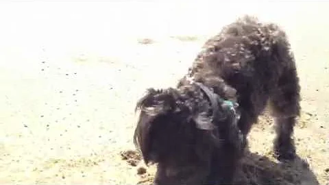 Lucca at the beach