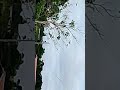 trem misto da VLI indo mais lento que uma tartaruga 