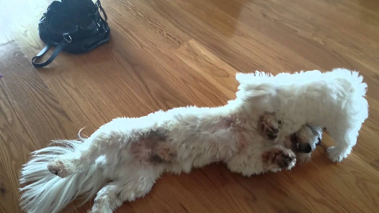 cute maltese puppy snowball and jackson youtube