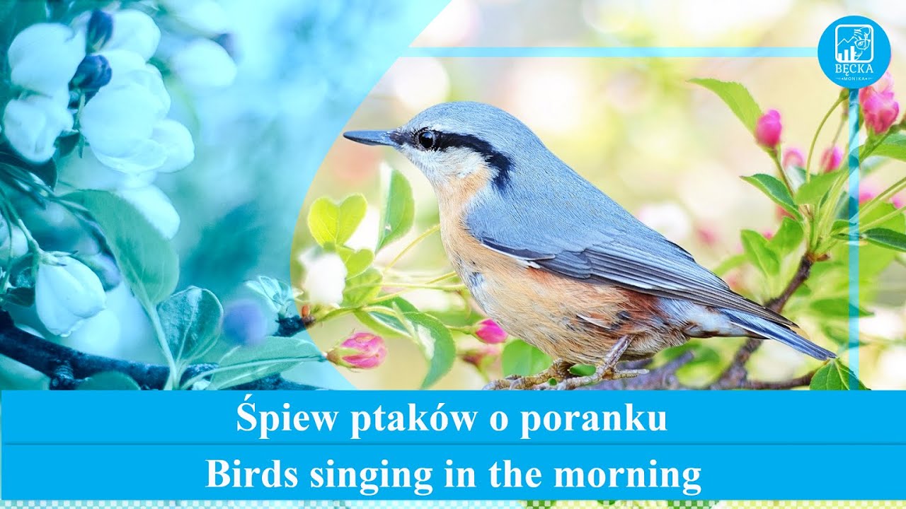 Muzyka śpiew Ptaków Szum Morza Muzyka relaksacyjna: Śpiew ptaków o poranku (30 minut) - YouTube
