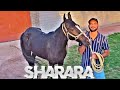 Sharara shehr main dihat editing