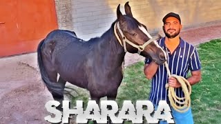 Sharara Shehr Main Dihat Video Editing