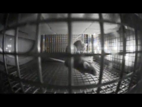 Video: Mice Behave Very Unusual In Zero Gravity - Alternative View