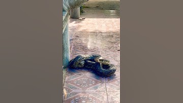 Big snake🐍 #python #snake #bigsnake #viralvideo #video #shorts #short #vlog #snakevideo #viralshort