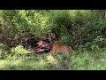 Kabini Tigers In A Small Fight For A Sambar Deer Hunt Kabini Tigers In A Small Fight For A Sambar Deer Hunt