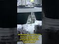 Raisins automatic packaging machine line