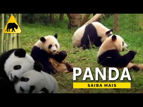 Vídeo: Onde Vivem Os Pandas?