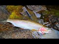 Wild Mountain Trout Catch n' Cook