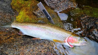 Wild Mountain Trout Catch n' Cook