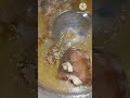 اكسبلور شوفو تبخ جديد و لهم شربا و راس غنم لذيذ سهل شكل جميل جربو مشاهدين مرحبا اكسبلور شوفو تبخ جديد و لهم شربا و راس غنم لذيذ سهل شكل جميل جربو مشاهدين مرحبا