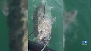 Frisco man reels in 212-pound tuna on a jet ski