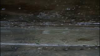 Background Video Rintik Hujan Sinematik