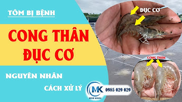 Cách Phòng Trị Tôm Bị Cong Thân Đục Cơ || Minh Khang Aquaculture #13
