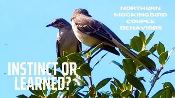 Innate Or Learned Behaviors? Couple Relationship || Northern Mockingbirds 🐦