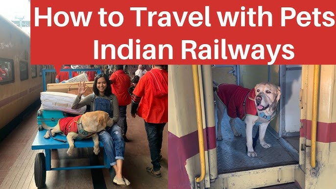 Are Pets Allowed In Trains? Ultimate Guide for Pet Owners 4 Are Pets Allowed In Trains? Ultimate Guide for Pet Owners