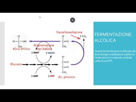 RESPIRAZIONE ANAEROBICA delle cellule: fermentazione alcolica e lattica.