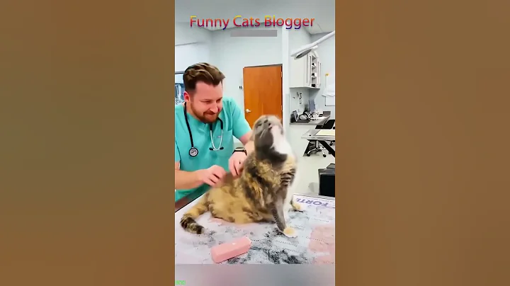 Video 7236761: cats talking funny kitten, cat cartoons talking, cats meet kittens, cat kitten cute, hate cats meet, funnycats