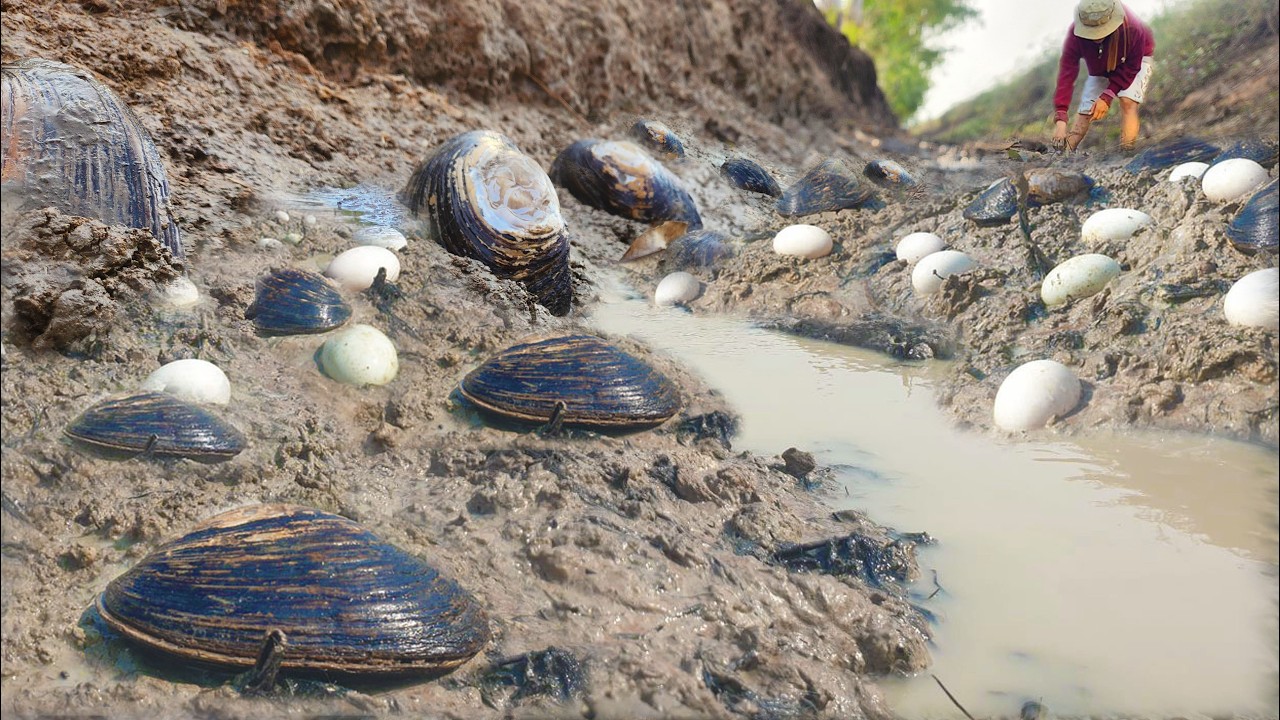 OMG amazing ! a man Find & catch Big Oyster when dry water at Canal in dry season today