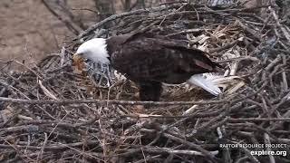 Decorah North  Evening Visit and 1st copulation on cams (explore.org 12 21 2020)