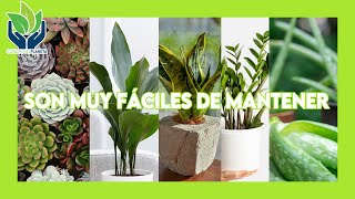 Top 5 de plantas fáciles de mantener by Cuidemos el Planeta 68 views 1 year ago 5 minutes, 33 seconds