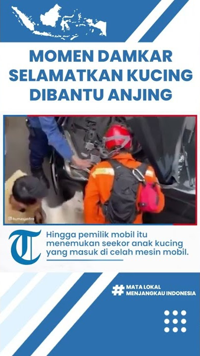 Viral Video Momen Anjing 'Bantu' Petugas Damkar Selamatkan Kucing yang Terjebak di Bawah Kap Mobil