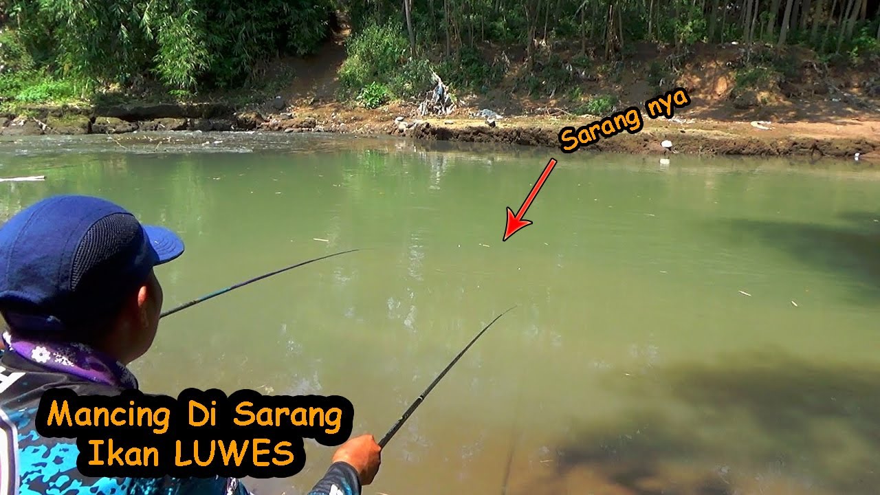 Seperti Ini Cara Mancing Ikan Luwes Biar Dapet Banyak Youtube