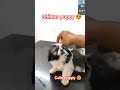 shihtzu puppy 😍😍 ll shihtzu dog 🐶🥰 ll shihtzu dog breed 🐶🤩 #love #shihtzu #shihtzus #shorts #short