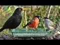 Garden Birds - Oiseaux de Jardin - Gartenvögel - Tuinvogels - Trädgårdsfåglar