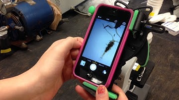 Cyanobacteria Monitoring: Perspectives from EPA Region 1