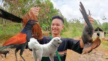 Buổi Đi Săn Chim Bìm Bịp Cùng Đàn Chó Cỏ Tây Bắc | KSVC