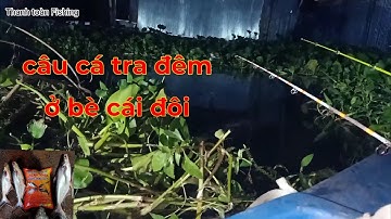 Một đêm câu cá tra ở bè cái đôi đồng tháp và cái kết......