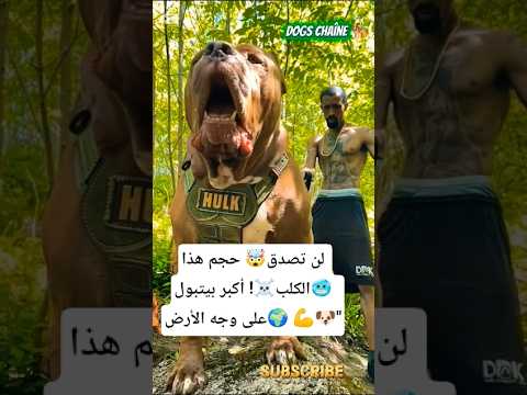 لن تصدق حجم هذا الكلب أكبر بيتبول على وجه الأرض  