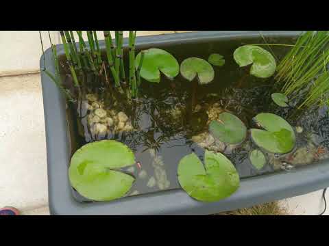 Βίντεο: Πώς να κανονίσετε μια λίμνη στον κήπο σας