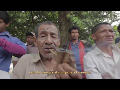 Cultura Viva Mbya Guarani
