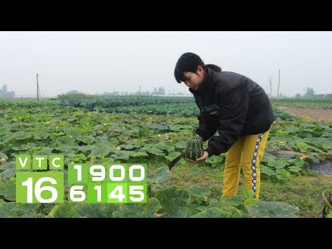 Video: Sâu Bệnh Hành