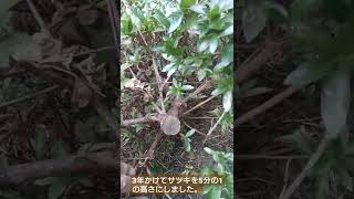 サツキの強剪定「処分するより小さくしましょう」