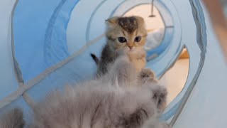 Kitten With Squid Ears Attacks His Siblings - Too Cute