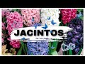 JACINTOS 🌼🍃🌷- Como guardar y plantar los Bulbos /(principiantes)