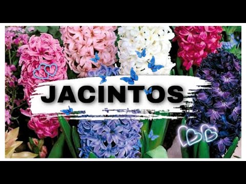 Video: Forzar Las Flores Del Bulbo: Tulipanes, Jacintos