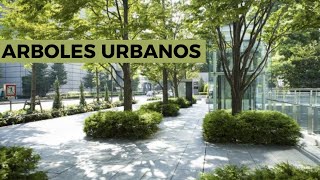 ¿Por qué los ÁRBOLES son IMPORTANTES para las CIUDADES?🌳