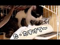 子猫のケージに先住猫が侵入した結果返り討ちにあった