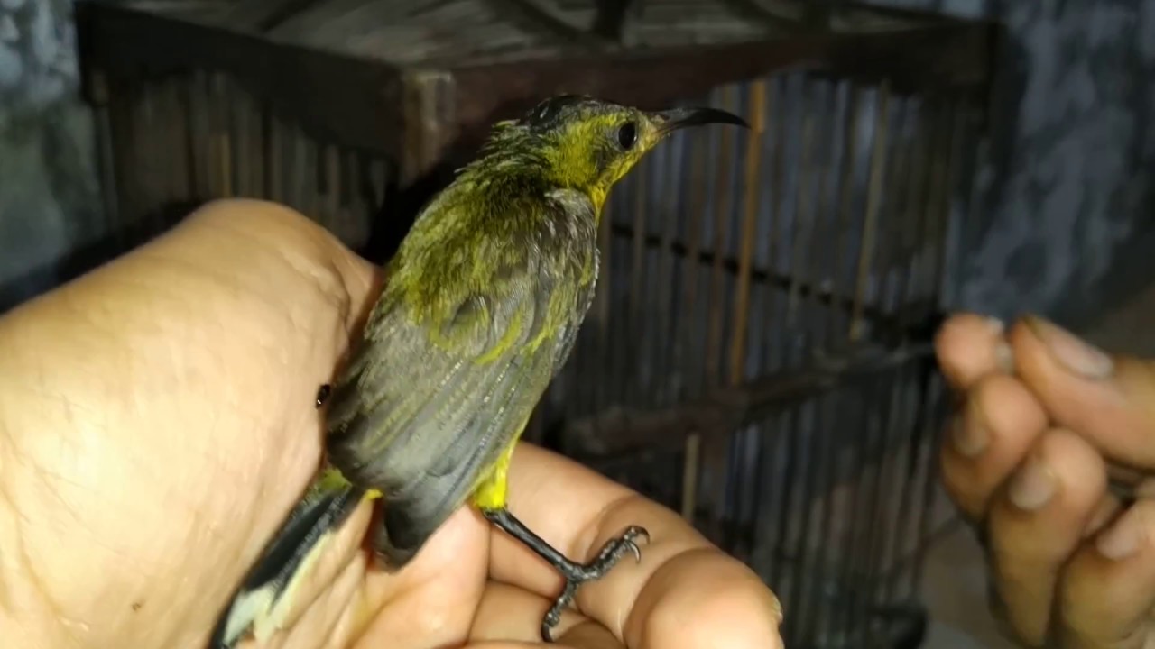 Cara menjinakkan burung sogok ontong 