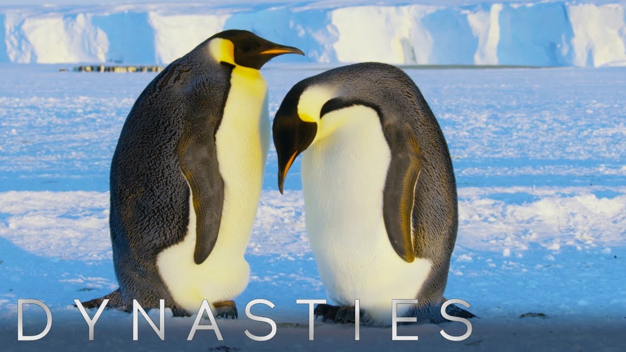 Emperor Penguins Nurture a Snowball | Dynasties Preview | BBC Earth