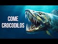 Este peixe come crocodilos + 14 fatos exclusivos sobre animais