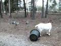 Barnyard Afternoons: Social Lives of Guinea Fowl