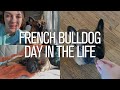 French Bulldog Day In The Life | New Home Edition