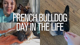 French Bulldog Day In The Life | New Home Edition