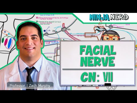 Neurology | Facial Nerve: Cranial Nerve VII