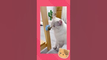 Rotating Catnip Ball cats 💖🐱  #shorts