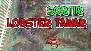 SORTIR ukuran LOBSTER AIR TAWAR